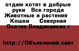 отдам котят в добрые руки - Все города Животные и растения » Кошки   . Северная Осетия,Владикавказ г.